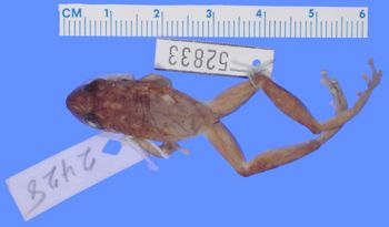 Media type: image; Herpetology A-52833